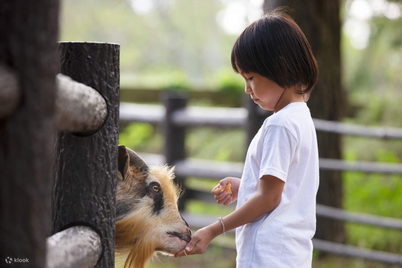ฟุกุโอกะ | ประสบการณ์ถ่ายภาพมืออาชีพสำหรับคู่รัก ครอบครัว พ่อแม่ลูก และทริปท่องเที่ยว | บริการภาษาจีน/กวางตุ้ง/อังกฤษ